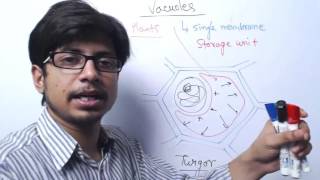 Vacuole Structure and Function [upl. by Eentihw]