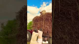 Jai jawan jai kisan  kisan farmer villagelife farming life youtubeshorts [upl. by Conlen]