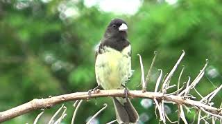 Papa capim cantando muito selvagem na natureza 327 [upl. by Nnairek]