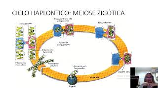 CICLOS REPRODUTIVOS E ALGAS [upl. by Yrrab]