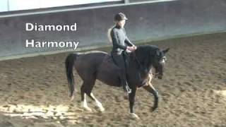 Academic art of riding  Classical riding  Dressage [upl. by Gnouv]