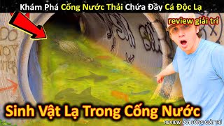 Phát Hiện Cá Kịch Độc Không Ngờ Trong Cống Nước Thải Gần Nhà  Review Giải Trí Đời Sống [upl. by Witha482]