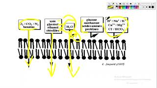 Cytologieبالعربية 3 La Membrane Plasmique  Part 7 Le Transport Membranaire Passif [upl. by Camile]