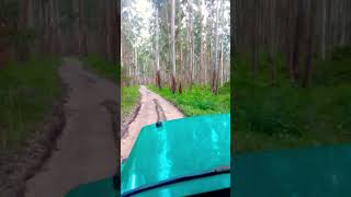 Muthanga Wildlife sanctuary wayanad muthanga wildlifesanctuary forestdrive forest shortsvideo [upl. by Rayburn]