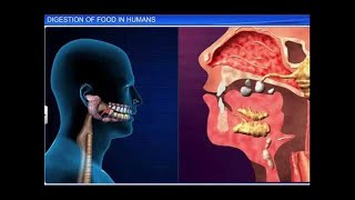 CBSE Class 11 Biology  Digestion of Food [upl. by Karlie]