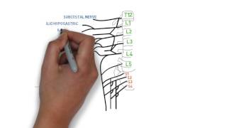 How to draw lombal plexus and sacral plexus for anesthetists [upl. by Htrow]