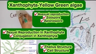 XanthophytaVaucheriaSpore formationSexual Reproduction [upl. by Lucio415]