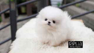 Teacup Cream Pomeranian way too adorable Sunny  Rolly Teacup Puppies [upl. by Storer]