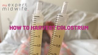 My Expert Midwife  How To Harvest Colostrum [upl. by Sherman503]