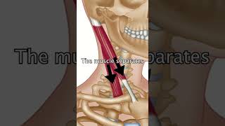 The Sternocleidomastoid Muscle [upl. by Berwick]