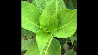 Cercospora Leaf Spot Fungus on Hydrangea [upl. by Jankey813]