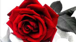 rose rosse  massimo ranieri [upl. by Yemane]