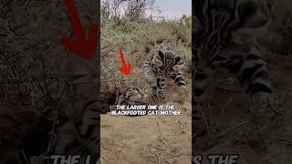 The black footed cat shortvideo animals wildlife blackfootedcat cat shorts [upl. by Alasdair]