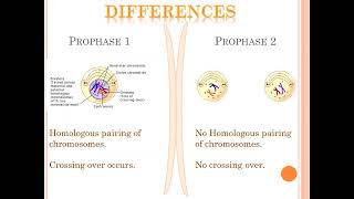 Meiosis stage 1 vs stage 2 [upl. by Ylloh]