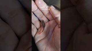 Dembo ear female gave birth to about 40 babies 🐣❤️ guppy fishbabies shorts short [upl. by Israeli]