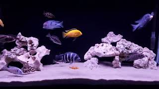 African Cichlids  December 2023 [upl. by Asserrac]