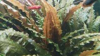 Cryptocoryne wendtii Var rubella amp Cryptocoryne wendtii «Tropica» [upl. by Godard881]