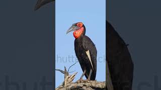 Southern Ground Hornbill making sound isolated in blue sky in Kruger National park South Africa [upl. by Pinebrook500]