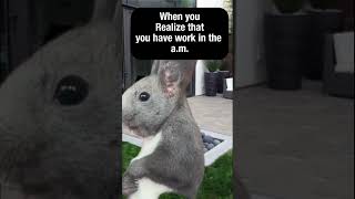 quotWhen You Remember You Have Work Tomorrow 😱🐿️quot funnymemes funny mostfunny [upl. by Laine]