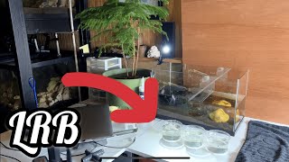 Killifish Breeding Wet Method Upgrades Aquagarden and Tornados [upl. by Edouard]