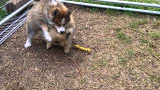 Pomsky puppy playing with full grown teacup pomeranian [upl. by Eemia]