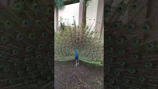 Peacock Dancing Art Full Video 🙏  મોરનો કળા કરતો વિડિયો  picock dancevideo villagelife [upl. by Hugo]