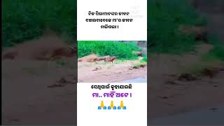 ମା ମାହିଁ ଅଟେ । odiamotivation motivationodia ytshorts maa odiasongstatus odia ssardhik [upl. by Laro611]