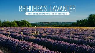 Brihuega in Bloom The Magic of Spains Lavender Festival [upl. by Leiram]