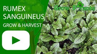 Rumex sanguineus  grow harvesting amp eat Red vein sorrel [upl. by Lexerd34]