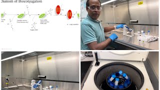 Bioconjugation Part 1small drug molecule conjugated with proteins by amide bond [upl. by Nairadal]