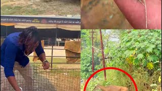 BAKRO KO AB KHILAYENGE PATTE😍SABRIGOATFARM DAILY VLOG [upl. by Hoffman]