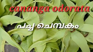 Ep 14 Cananga odorata ylang ylang [upl. by Oicapot]