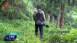 鄒族獵人安炳耀 獵捕山豬名氣響 20170909 Atayal TITV 原視族語新聞 [upl. by Ahtar302]