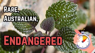 Discover a Rare Endangered Plant  Shiny Leaf Coleus [upl. by Vange596]