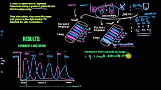 Ribosomal Subunits Exchange 173 and 174 [upl. by Id372]