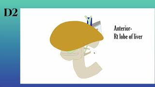 Duodenum anatomy Lecture from Snells anatomy [upl. by Aryad]