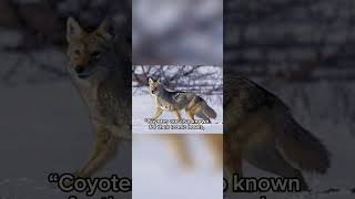 “Coyotes Adaptable Hunters of the Wild Coyote Wildlife AnimalBehavior” [upl. by Forsta]