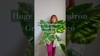 Philodendron greencongohybrid philodendrongreencongo philodendrongreencongohybrid rareplants [upl. by Ahs]