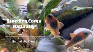 Breeding Corydoras Naturally [upl. by Noreh]