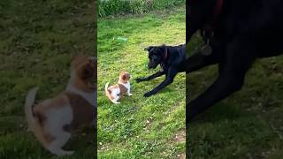 9 week old Jack Chi plays with Kelpie puppy [upl. by Aytak]