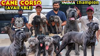 Cane Corso Italian Mastiff Dog Breed  Puppies Available  Corso Kennel Best Breed in South Indian [upl. by Dulla]