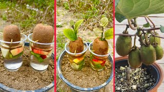 Kiwi trees growing in water with apple and aloe Vera Harmonies  easiest method in the world [upl. by Hastings392]