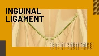 Anatomy of the Inguinal Ligament [upl. by Fillbert]