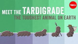 Meet the tardigrade the toughest animal on Earth  Thomas Boothby [upl. by Latona]