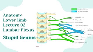 Lumbar Plexus Anatomy lower limb lecture 02  StupidGenius [upl. by Essy792]