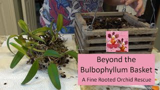 From Orchid Basket to Rescue Dish  Saving a Fine Rooted Bulbophyllum from a Bad Potting Situation [upl. by Herrington]