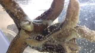 04 Pisaster OchraceusOchre sea star studyboth stars eating under side view [upl. by Alimhaj]