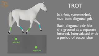 HORSE GAITS PART 02  TROT CYCLE ANALYSIS [upl. by Anileve]