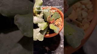 Adromischus cooperi Plover eggs plant houseplant succulent indoorplants indoorgardening [upl. by Donnell]