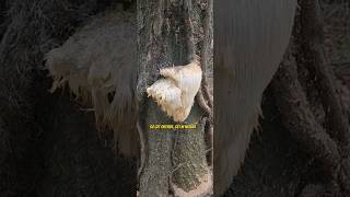 Lions Mane Mushroom A Big Mushroom fungi hiking mushroom foraging superfood mycology [upl. by Ecirtel]